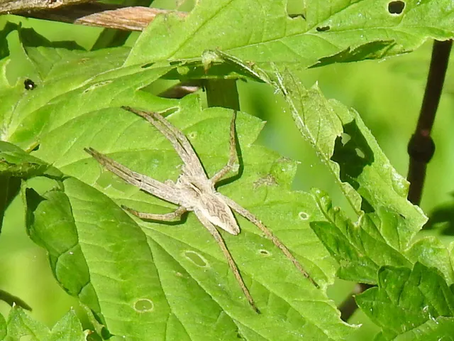 Pisaura mirabilis - csodáspók