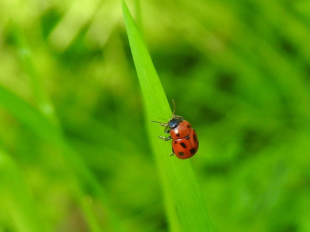 Gonioctena fornicata - közönséges lucernabogár