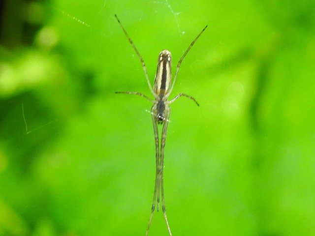 Tetragnathidae - állaspókok