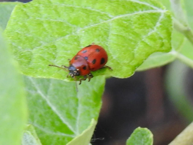 Gonioctena fornicata - közönséges lucernabogár
