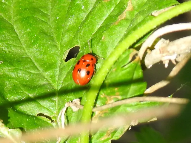 Gonioctena fornicata - közönséges lucernabogár