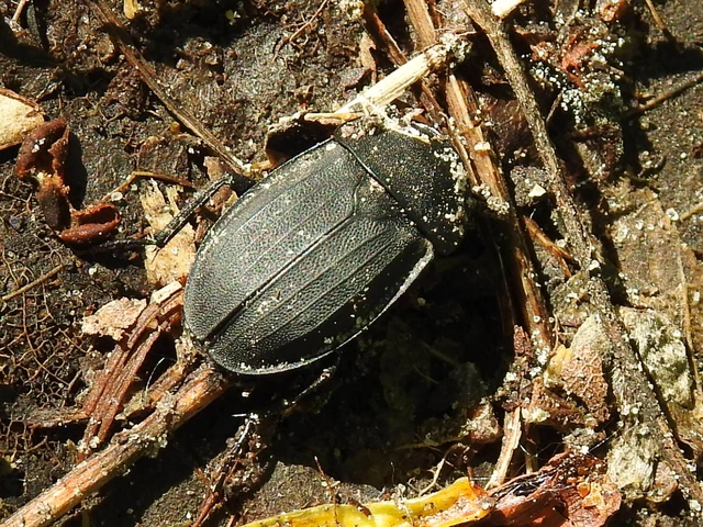Silpha obscura - közönséges dögbogár