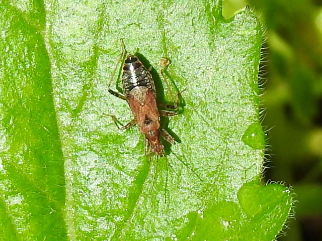 Himacerus