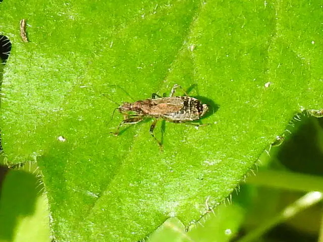Himacerus