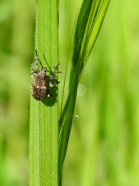 Phyllobius pyri - gyümölcsfa-levélormányos