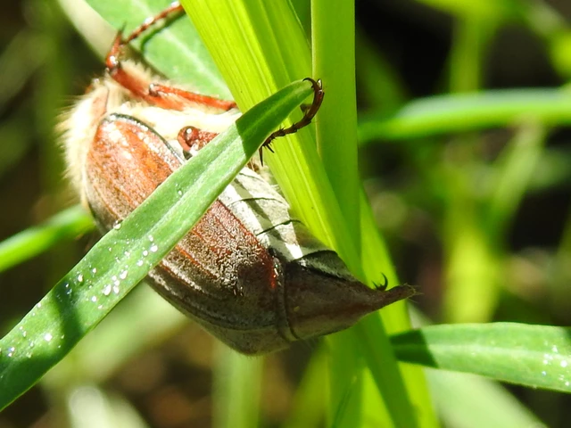 Melolontha hippocastani - erdei cserebogár