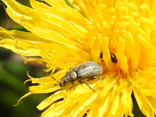 Phyllobius pyri - gyümölcsfa-levélormányos