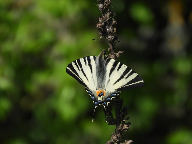 Iphiclides podalirius - kardoslepke