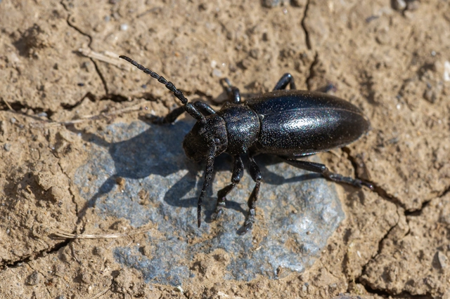 Dorcadion aethiops - fekete gyalogcincér