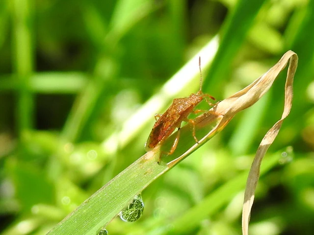 Rhopalidae - üvegpoloskák