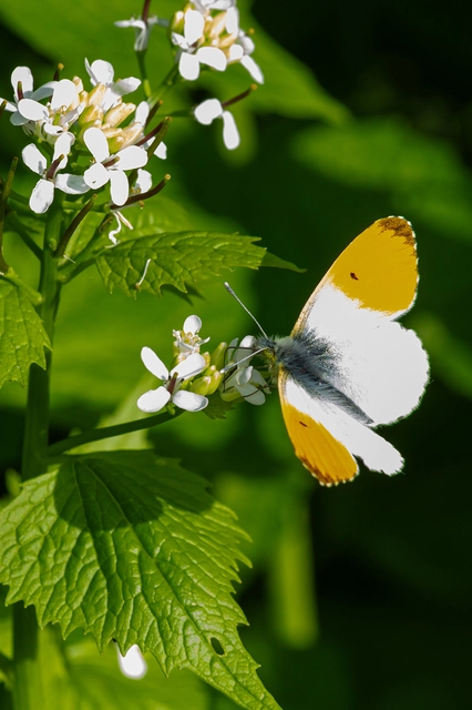 Anthocharis cardamines - hajnalpírlepke