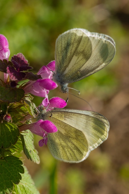 Leptidea sinapis/juvernica