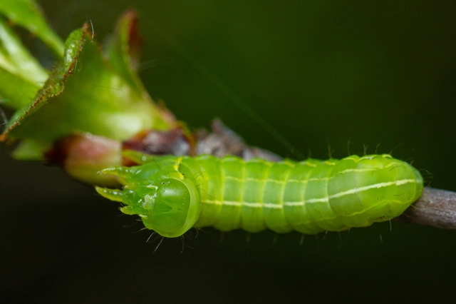 Amphipyra pyramidea - fahéjszínű bagoly