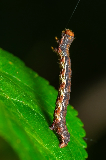 Erannis defoliaria - nagy téliaraszoló