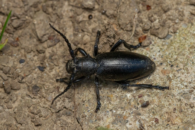 Dorcadion aethiops - fekete gyalogcincér