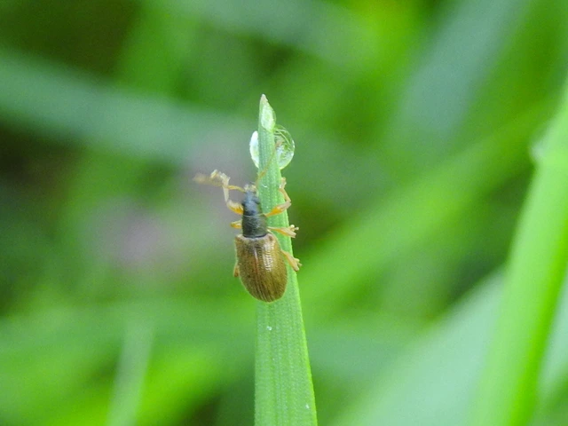 Phyllobius oblongus - közönséges levélormányos