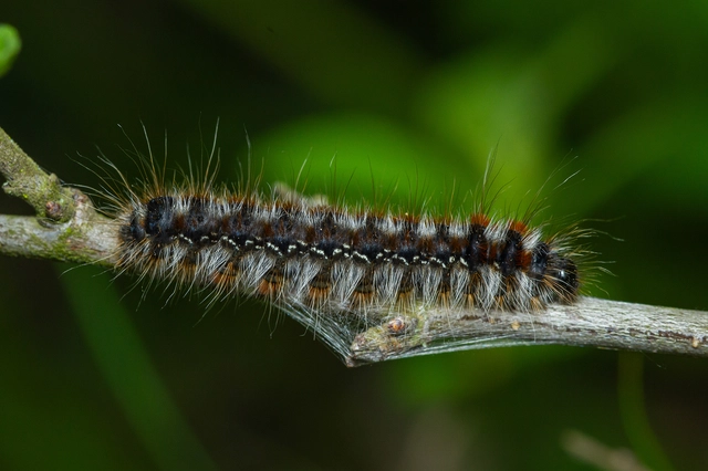 Eriogaster catax - sárga gyapjasszövő