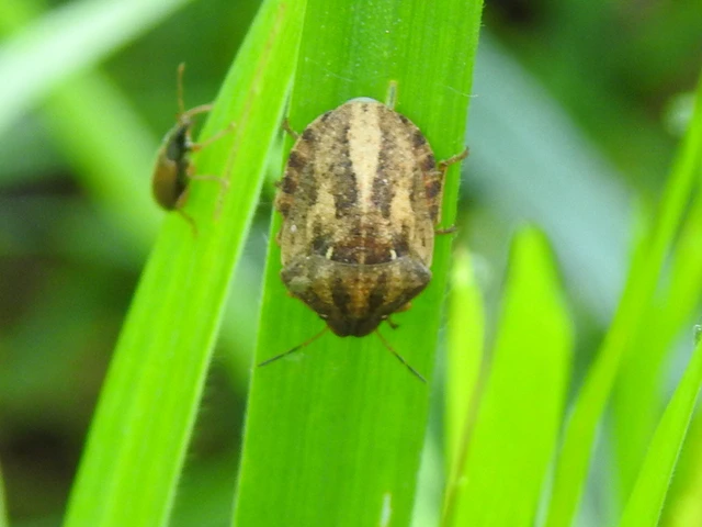 Eurygaster Eurygaster