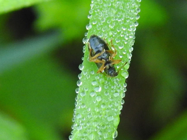 Phyllobius oblongus - közönséges levélormányos