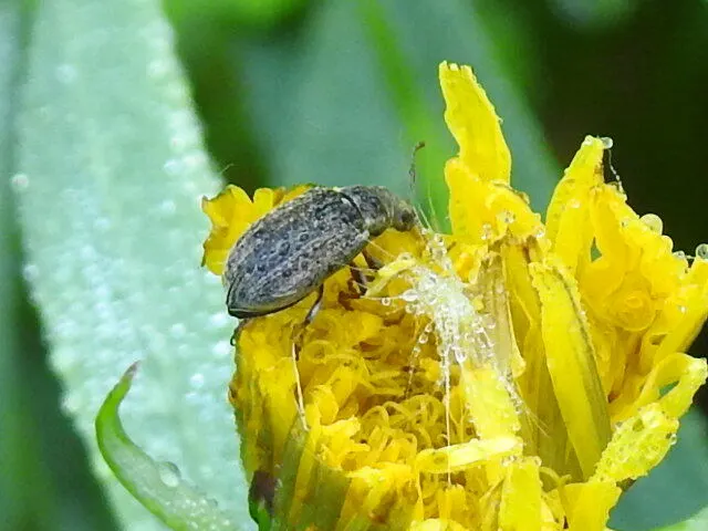 Phyllobius pyri - gyümölcsfa-levélormányos