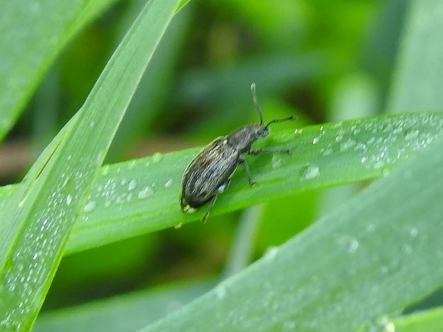 Phyllobius pyri - gyümölcsfa-levélormányos