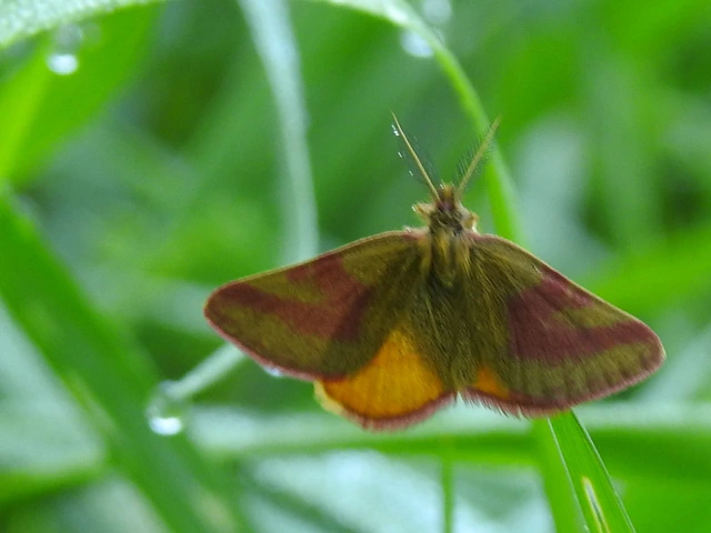 Lythria purpuraria - bíborsávos araszoló