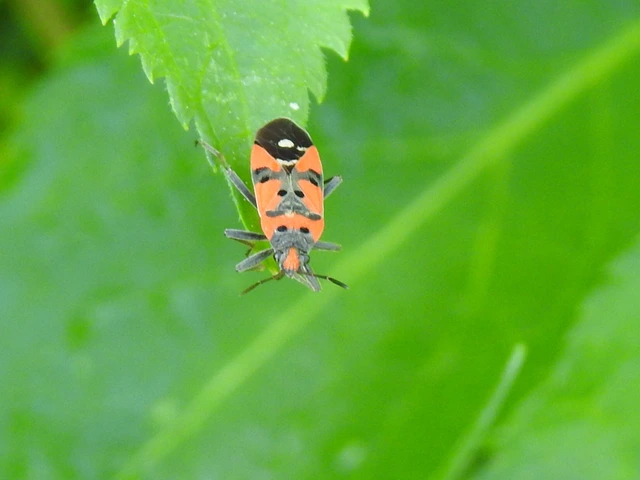 Lygaeus equestris/simulans