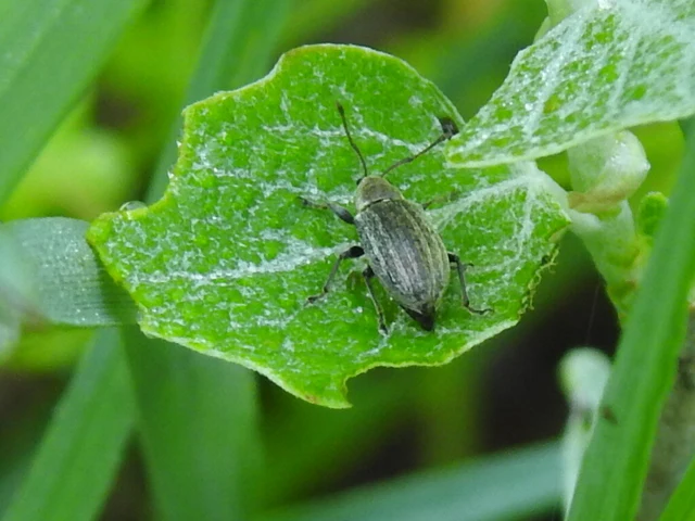 Phyllobius pyri - gyümölcsfa-levélormányos