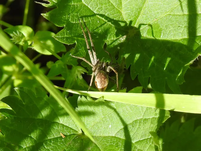 Pisaura mirabilis - csodáspók