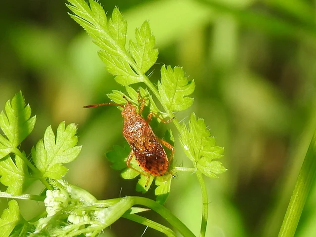 Rhopalidae - üvegpoloskák