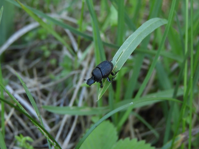Onthophagus verticicornis - fekete trágyatúró