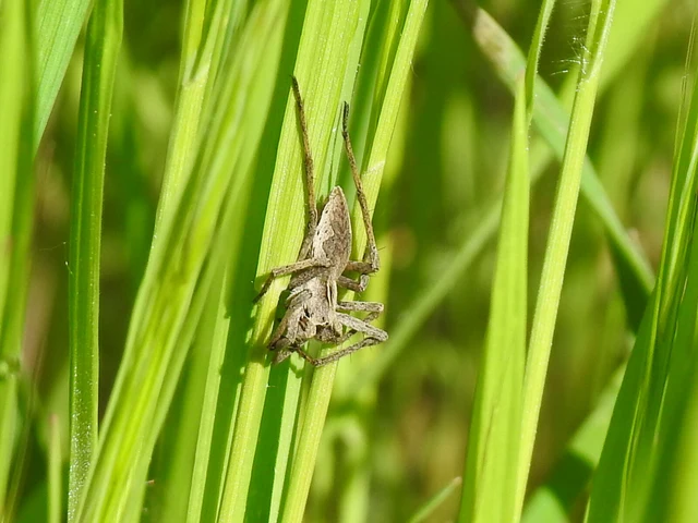 Pisaura mirabilis - csodáspók