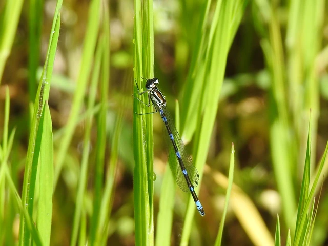 Coenagrion pulchellum - karcsú légivadász