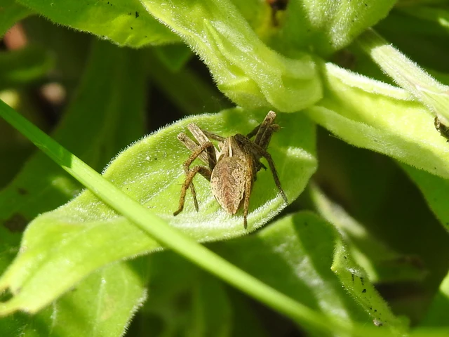 Pisaura mirabilis - csodáspók
