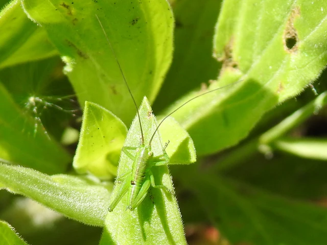 Tettigonia