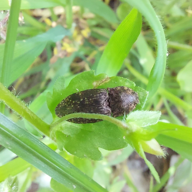 Agrypnus murinus - egérszínű pikkelyespattanó