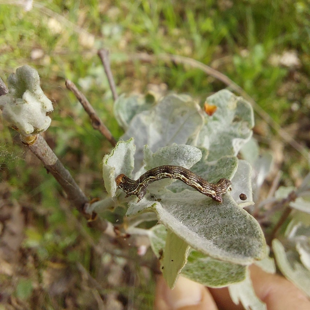 Erannis defoliaria - nagy téliaraszoló