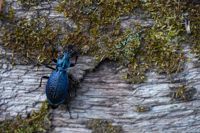 Carabus intricatus - kék laposfutrinka