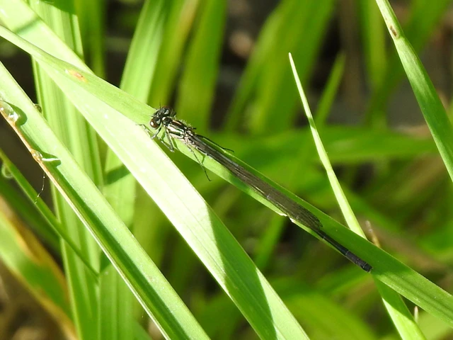 Coenagrion pulchellum - karcsú légivadász