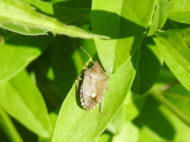 Peribalus strictus - tavaszi címerespoloska Peribalus strictus - tavaszi címerespoloska