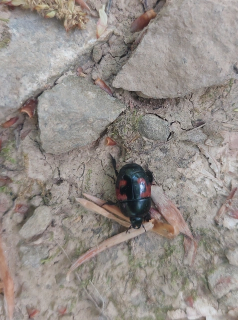 Hister quadrimaculatus - közönséges sutabogár