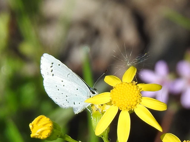 Celastrina argiolus - bengeboglárka