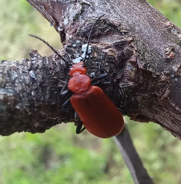 Pyrochroa serraticornis - közép-bíborbogár