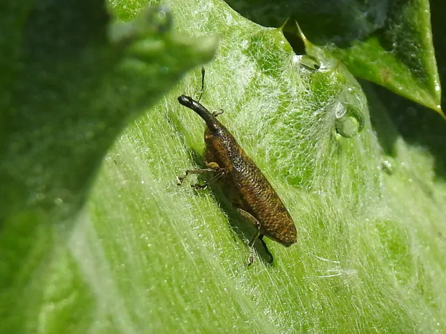 Lixus pulverulentus - mályvafúró dudvabarkó