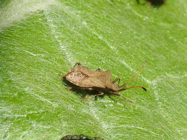 Coreus marginatus - közönséges karimáspoloska
