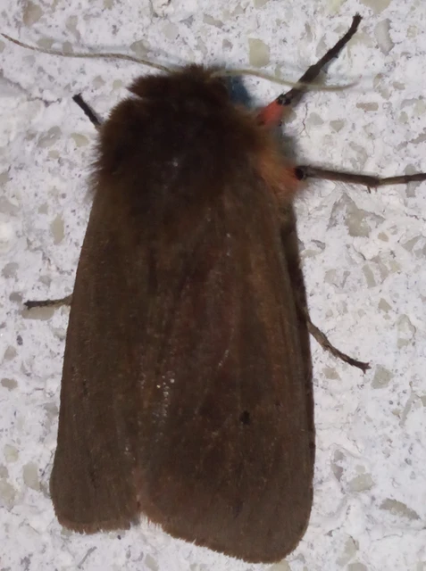 Phragmatobia fuliginosa - füstös medvelepke