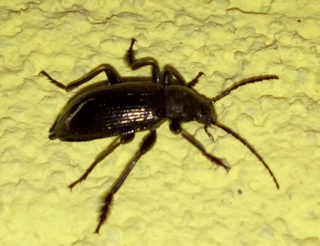 Stenomax aeneus - bronzos gyászbogár
