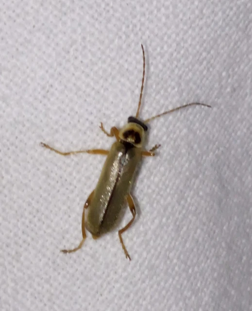 Metacantharis clypeata - tavaszi lágybogár