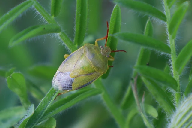 Piezodorus lituratus - bíboros címerespoloska Piezodorus lituratus - bíboros címerespoloska