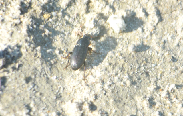 Harpalus subcylindricus - keskeny lomhafutó